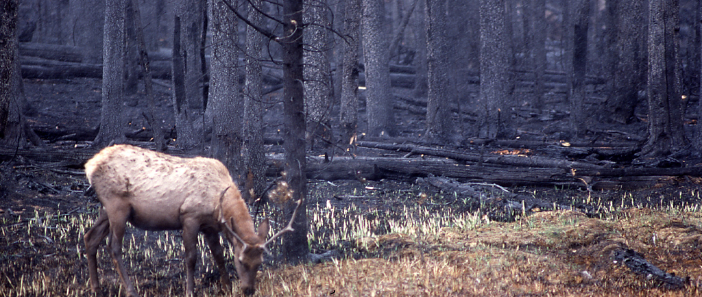 Welfare Biology Work On How Fires Harm Wild Animals And What To Do About It