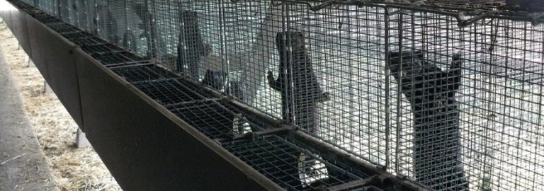 fur-farms