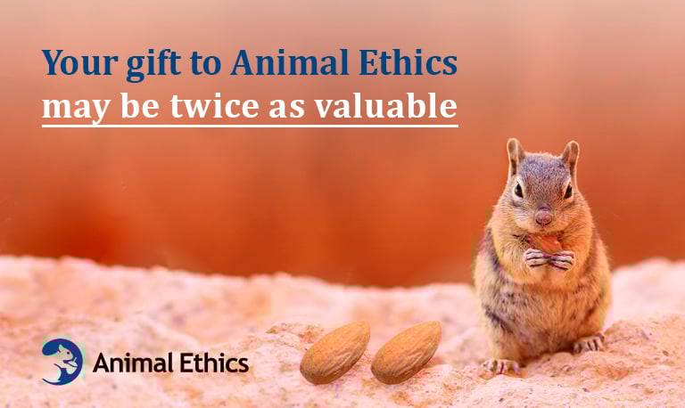 Double Your Donations On Giving Tuesday December 1 2020 Animal Ethics