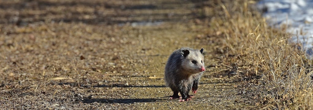 Negative and positive effects of habitat fragmentation