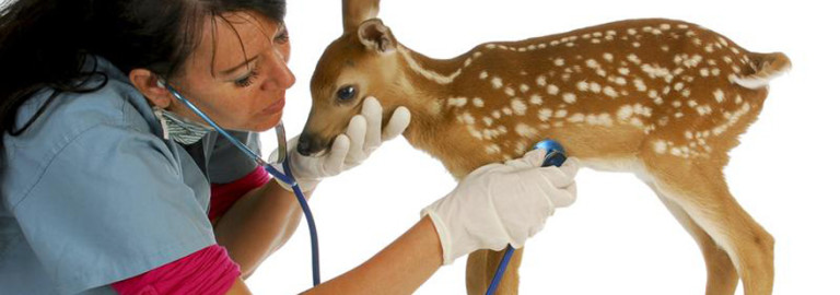 helping-wild-animals