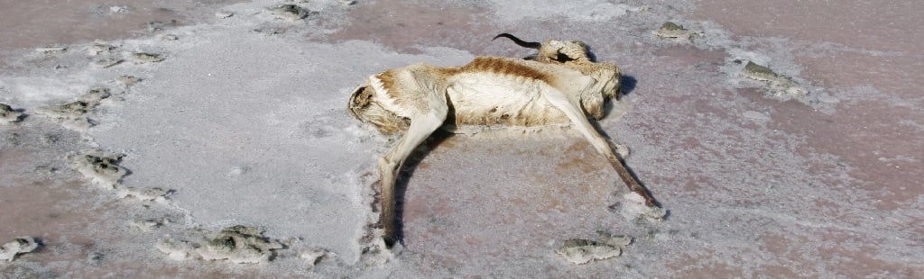 8 Ways Wild Animals Beat the Heat