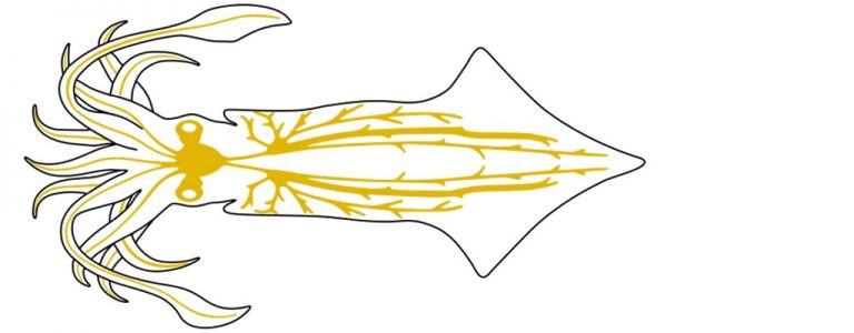 An illustrated physiology of nervous systems in invertebrates