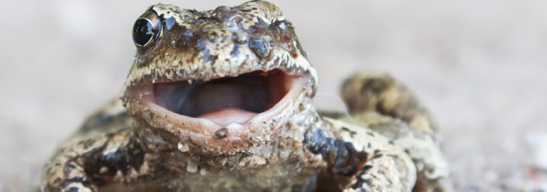 injuries-wild-animals
