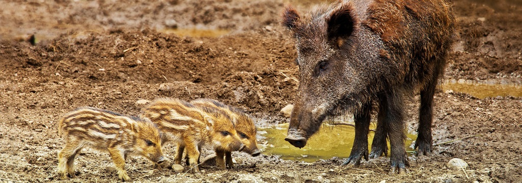 Não existem advogados de defesa para a fauna selvagem