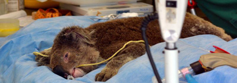 medical-treatment-wild-animals