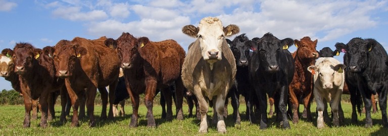 meeting-challenges-vegan