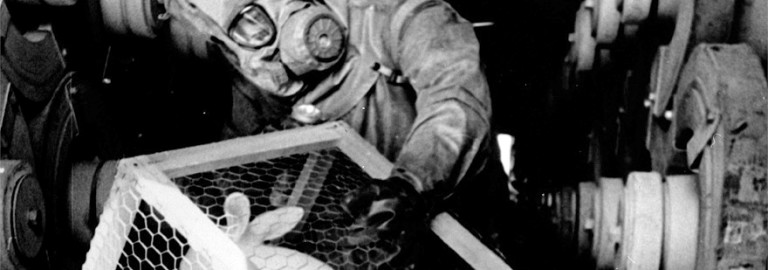military-research-animals