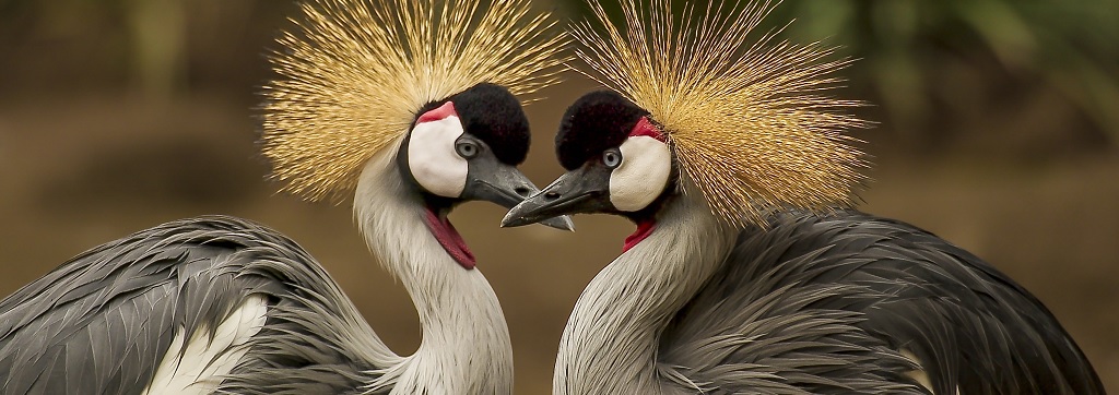 A new study examines the available literature on the moral consideration of animals in China — Animal Ethics A new study examines the available literature on the moral consideration of animals in China — Animal Ethics