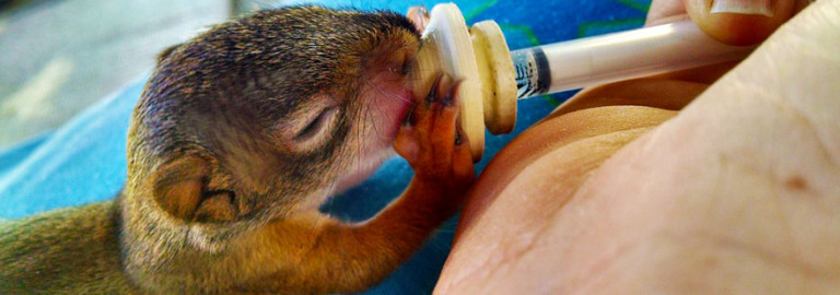 orphan-wild-animals