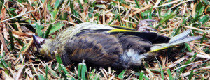 Pájaro muerto
