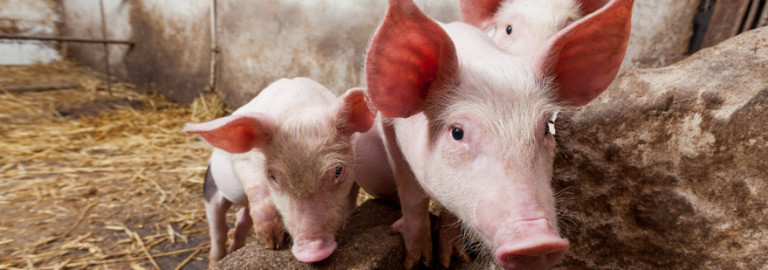 pigs-in-farms
