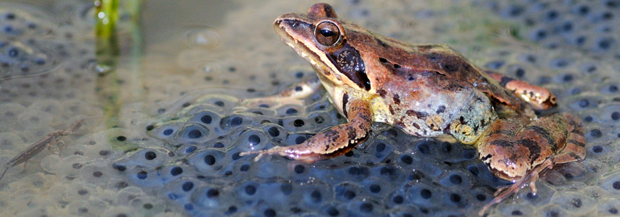 Dinamica delle popolazioni e sofferenza degli animali