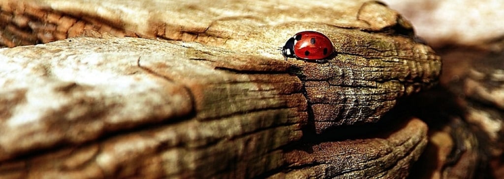Identifying predictors of insect abundance — Animal Ethics Identifying predictors of insect abundance — Animal Ethics