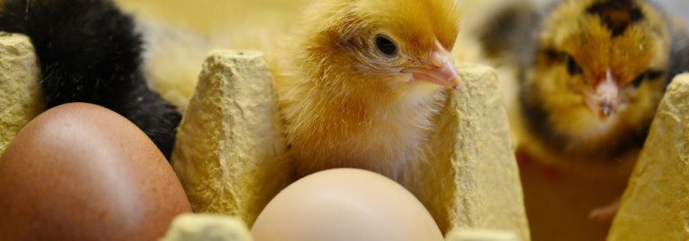 questions-veganism