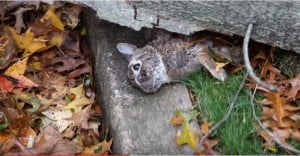 rabbit killed in hurricane