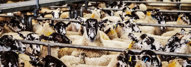 sheeps