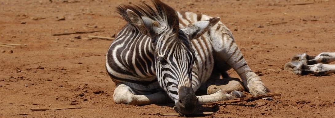 sleeping wild animals