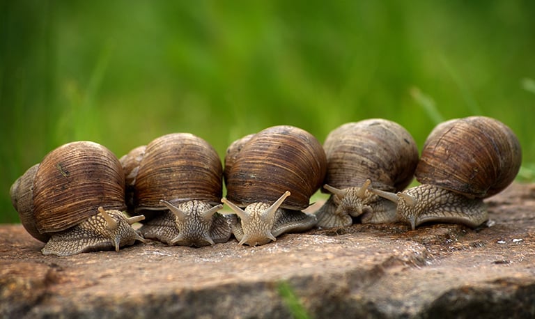 Snails and bivalves: a discussion of indicators of sentience — Animal Ethics