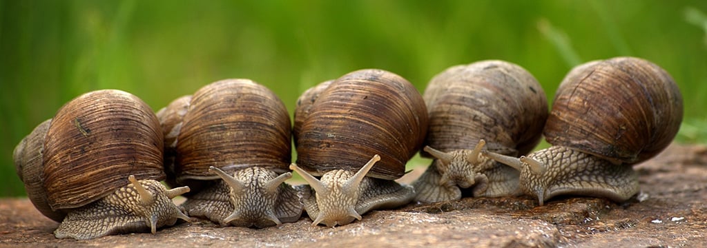 Snails and bivalves: a discussion of indicators of sentience — Animal Ethics