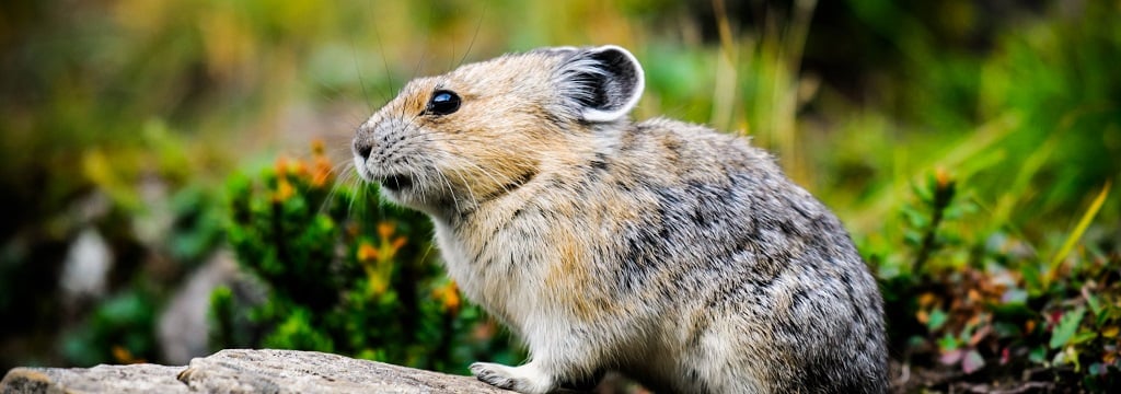 What technologies can be used to help wild animals? — Animal Ethics What technologies can be used to help wild animals? — Animal Ethics