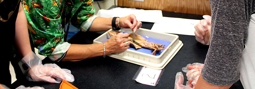 use-animals-schools