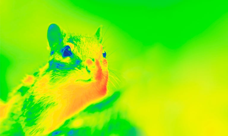 Using thermal imaging to help animals in the wild: New literature review —  Animal Ethics