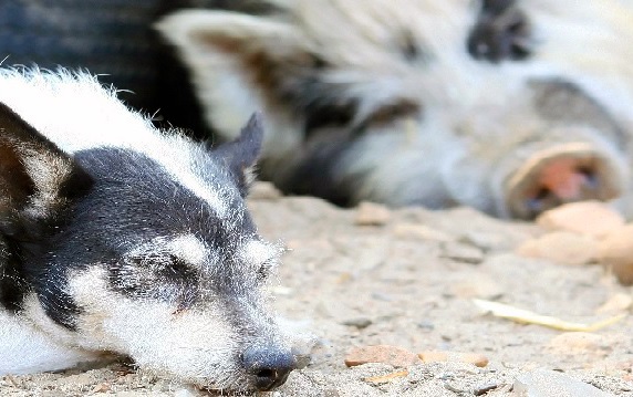 We don't need to kill some animals to feed others — Animal Ethics We don't need to kill some animals to feed others — Animal Ethics