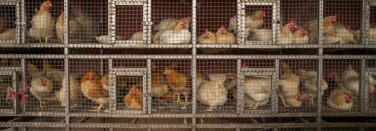 veganism-and-antispeciesism