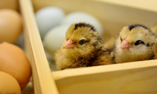 two chicks in a box surrounded by eggs