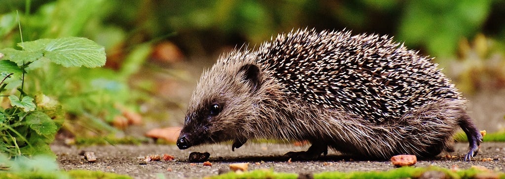 grey hedgehog sniffing soil