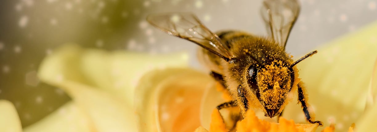 Quels êtres sont conscients ? — Éthique Animale