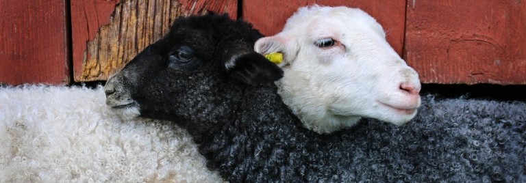 why-be-vegan