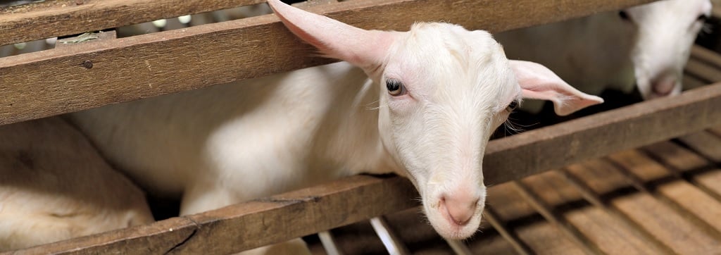 Why be vegan? — Animal Ethics