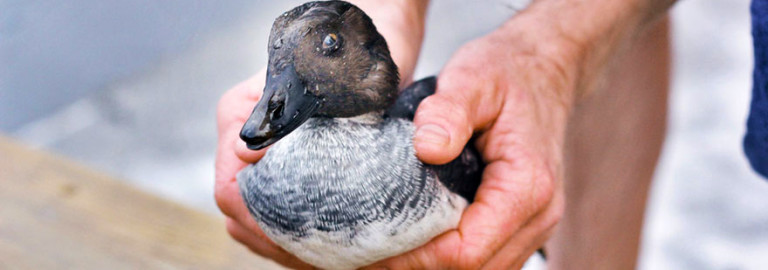 wild-animal-rescue