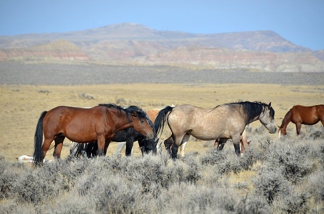 wild horses in a western landscape