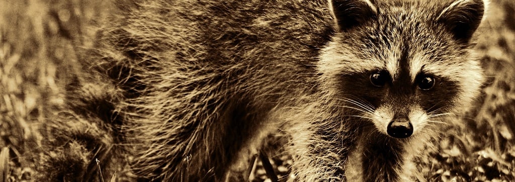 Welfare biology research: Vaccination of animals in the wild — Animal Ethics Welfare biology research: Vaccination of animals in the wild — Animal Ethics