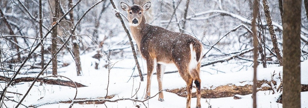 We have expanded our work on the situation of animals in the wild — Animal Ethics We have expanded our work on the situation of animals in the wild — Animal Ethics