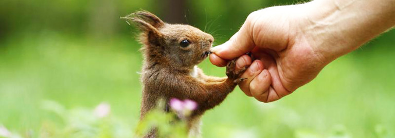 working-for-wild-animals
